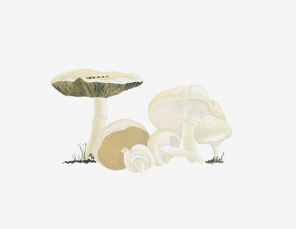 Bir Kadın Keşfetti Ateşi